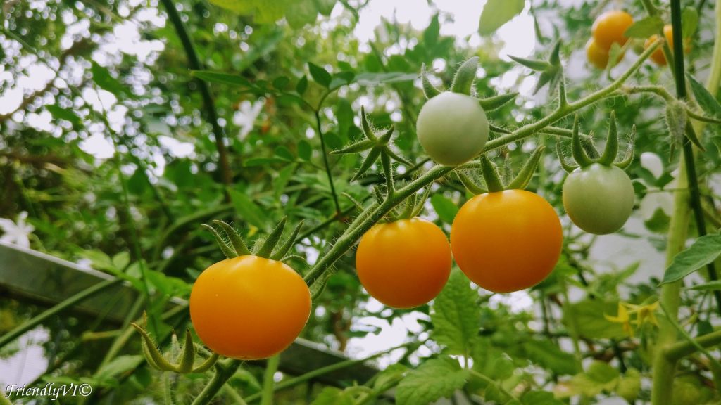 Easy to grow plants in a pot: Tumbling Tom in 80 days - Thyme consuming